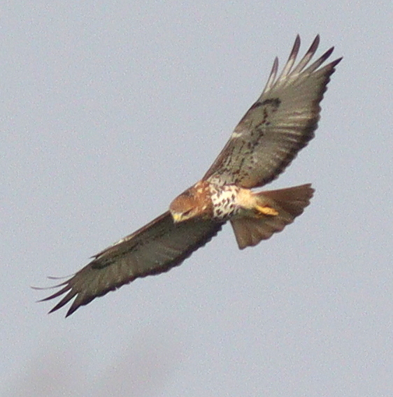 Red-necked Buzzard (Buteo auguralis)