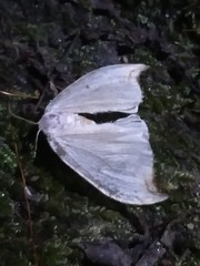 Drepana arcuata