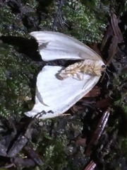 Drepana arcuata