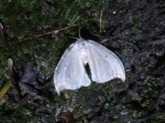 Drepana arcuata