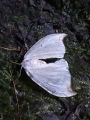 Drepana arcuata