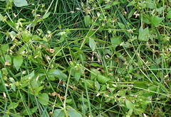 Stellaria media