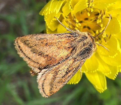 Schinia mitis photo 2