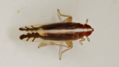 Stenocranus brunneus