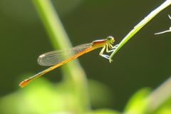 Ischnura hastata