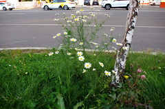Tripleurospermum inodorum