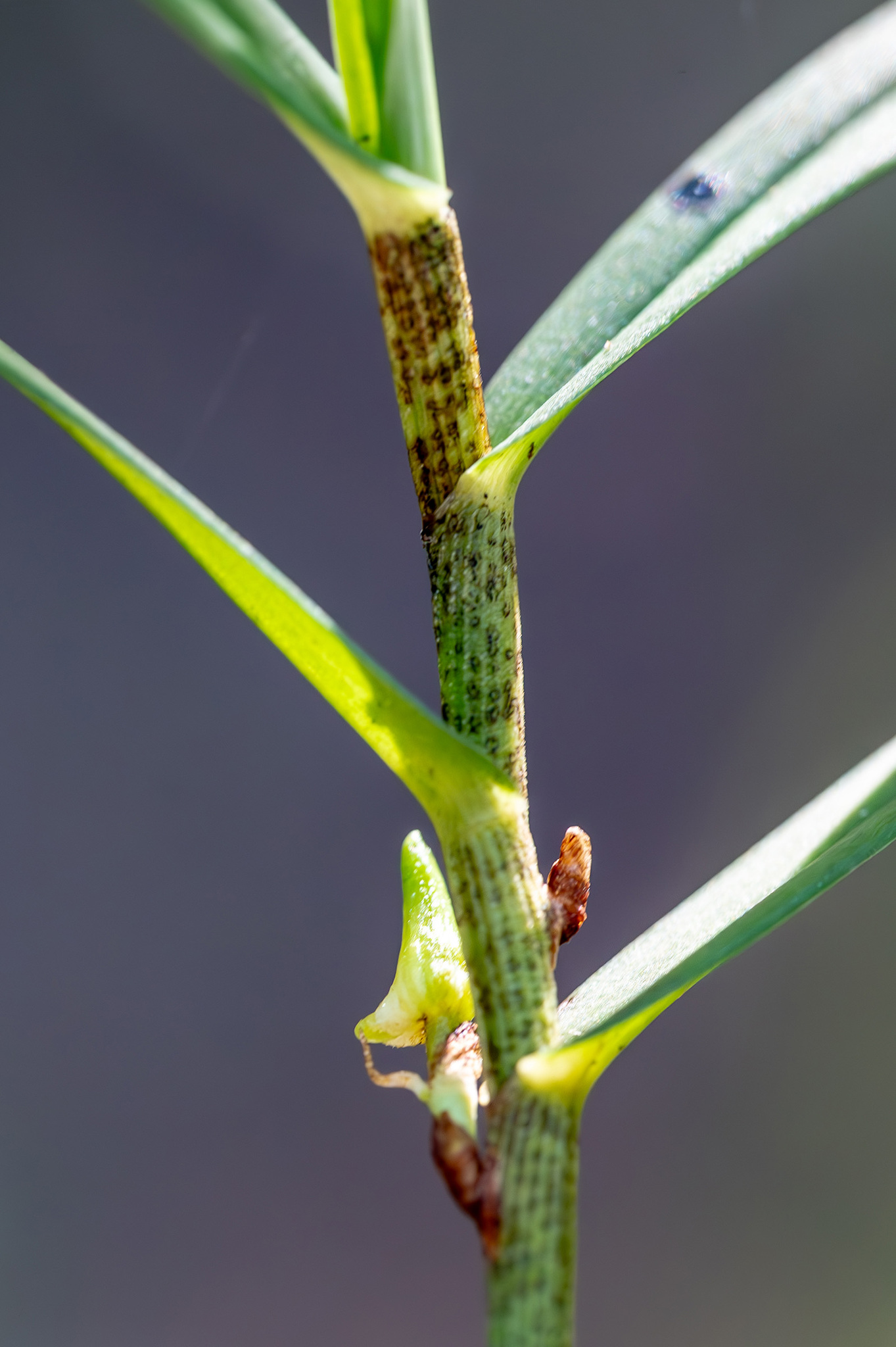 Angraecum filicornu Thouars 2