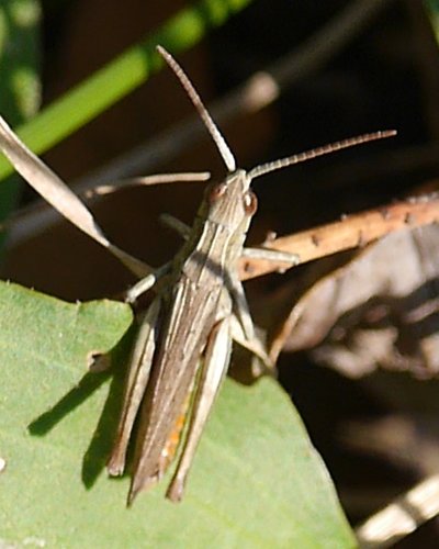 Steppe Grasshopper, photo 5 of 9