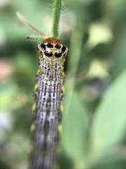 Pyrrhia