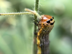 Pyrrhia