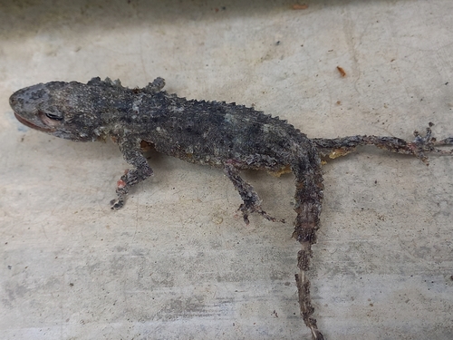 Moorish Gecko