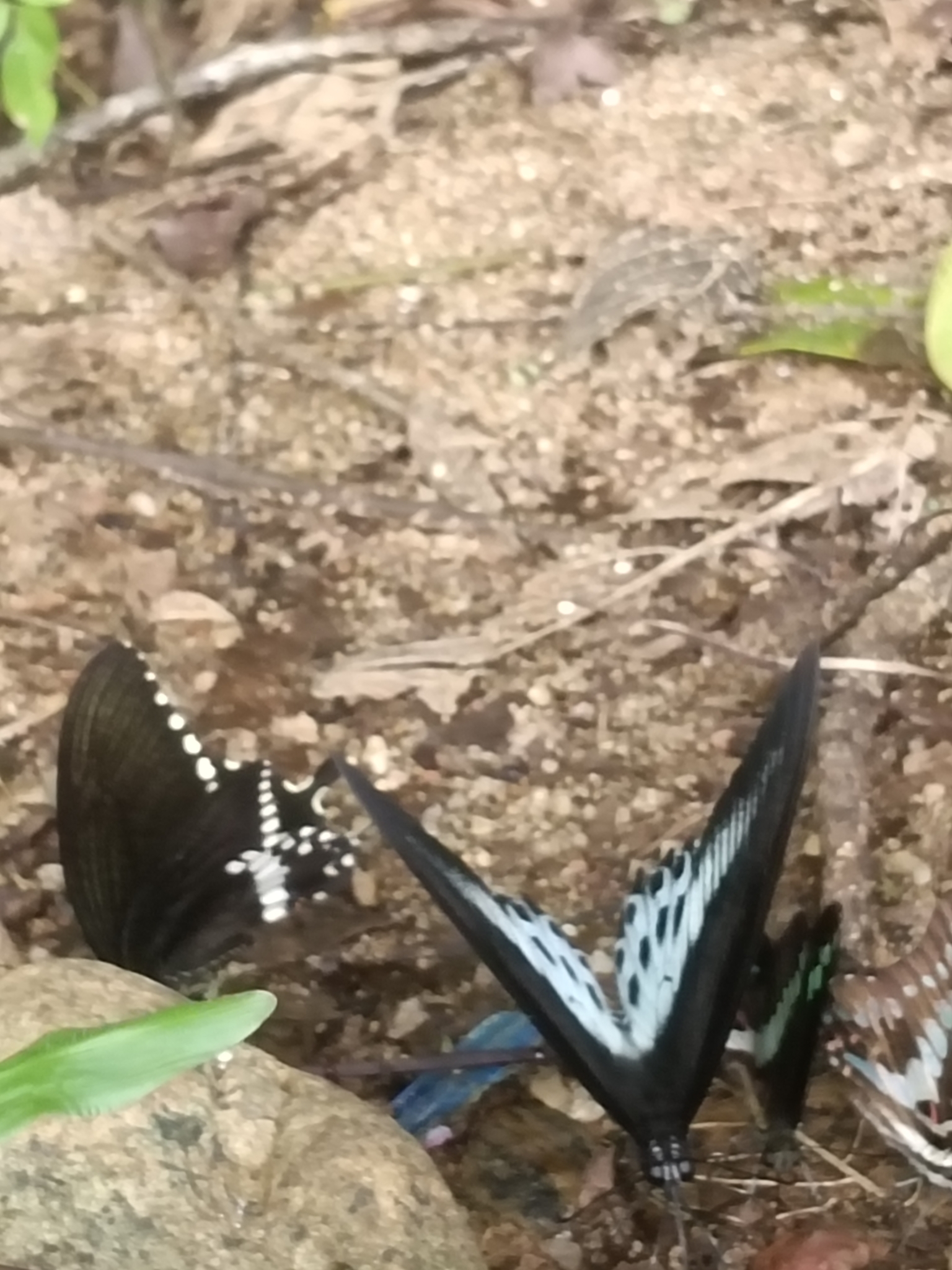 Narrow-Banded Bluebottle