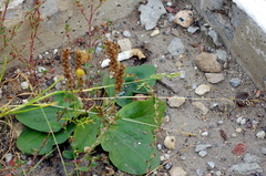 Plantago major