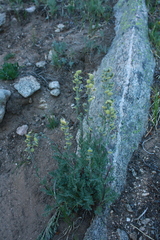 Artemisia scopulorum