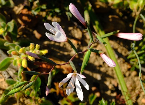 Longleaf Satin (Geissorhiza longifolia)