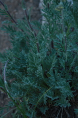 Artemisia scopulorum