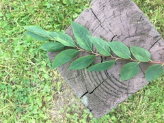 Fraxinus pennsylvanica subintegerrima