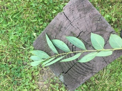 Fraxinus pennsylvanica subintegerrima