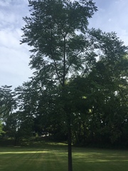 Fraxinus pennsylvanica subintegerrima