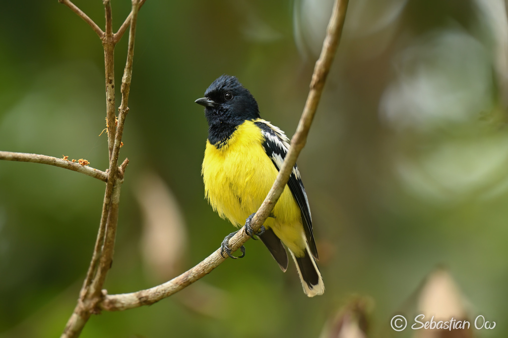 Palawan Tit