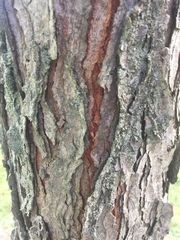 Fraxinus pennsylvanica subintegerrima