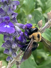 Xylocopa virginica