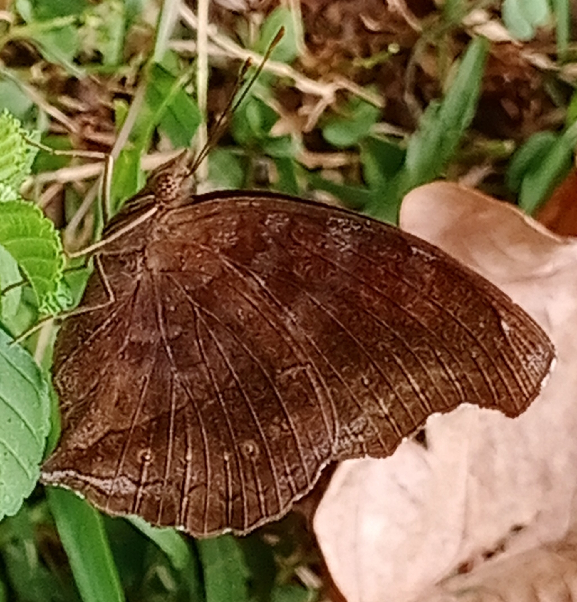 Chocolate Pansy