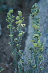 Artemisia scopulorum