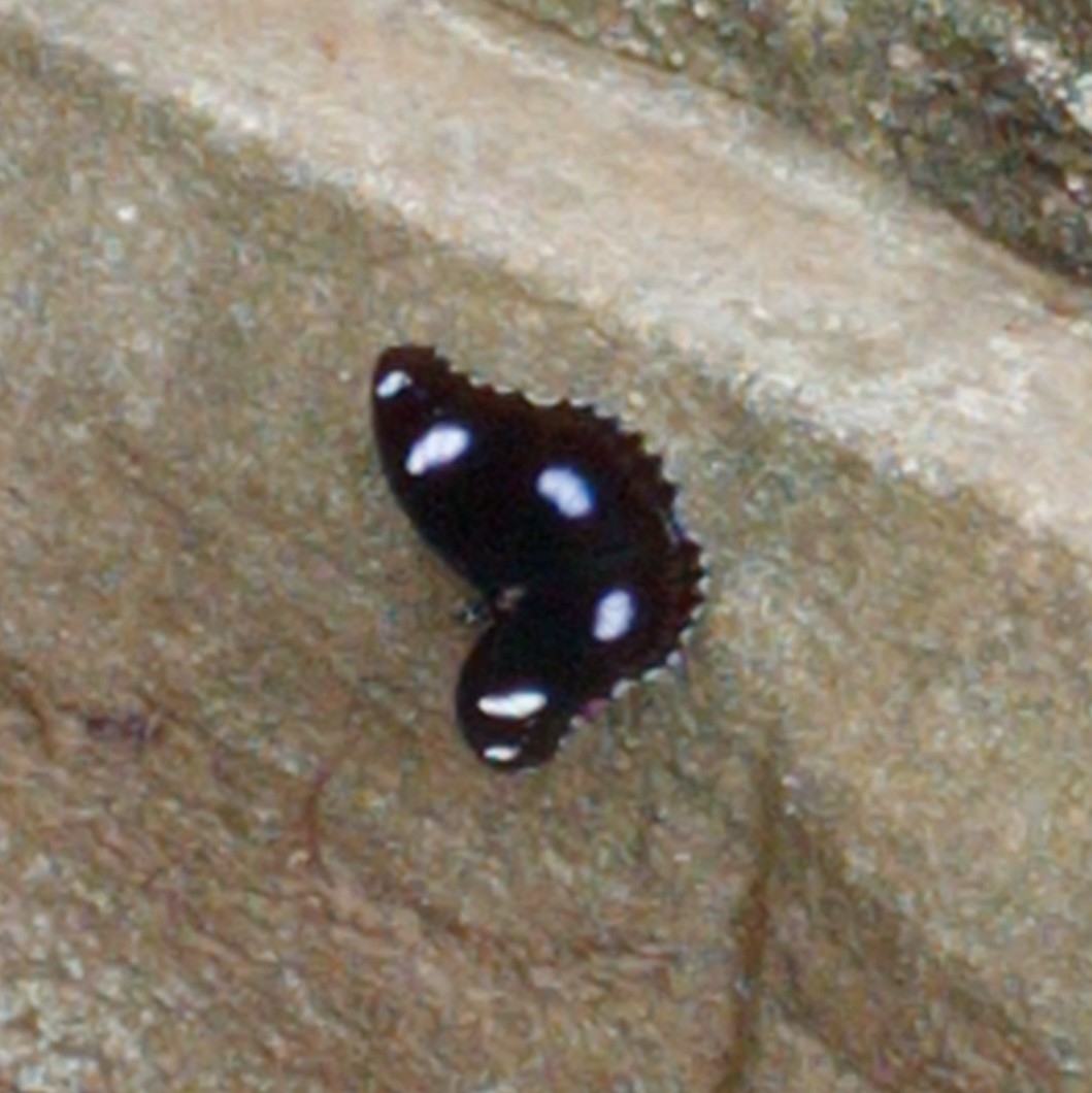 Great Eggfly