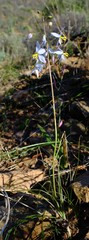 Cyanella pentheri