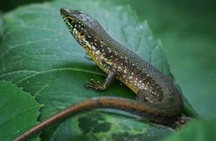 Trachylepis maculilabris