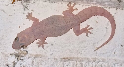 Tropical House Gecko