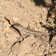 Sceloporus occidentalis