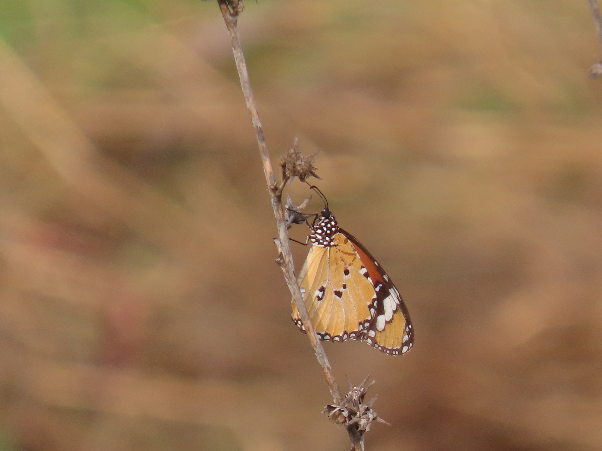 Plain Tiger