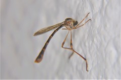 Leptogastrinae