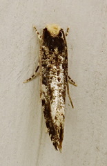 Monopis marginistrigella