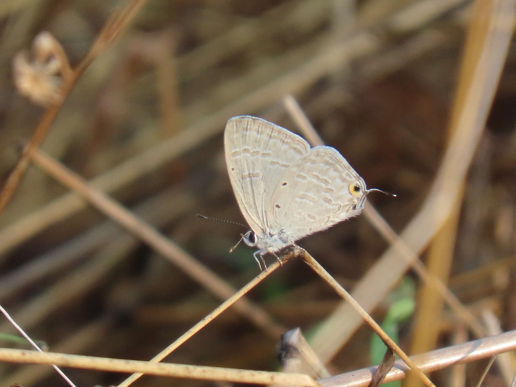 Forget-Me-Not
