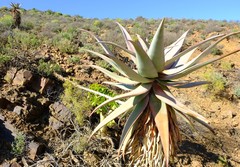 Aloe comosa