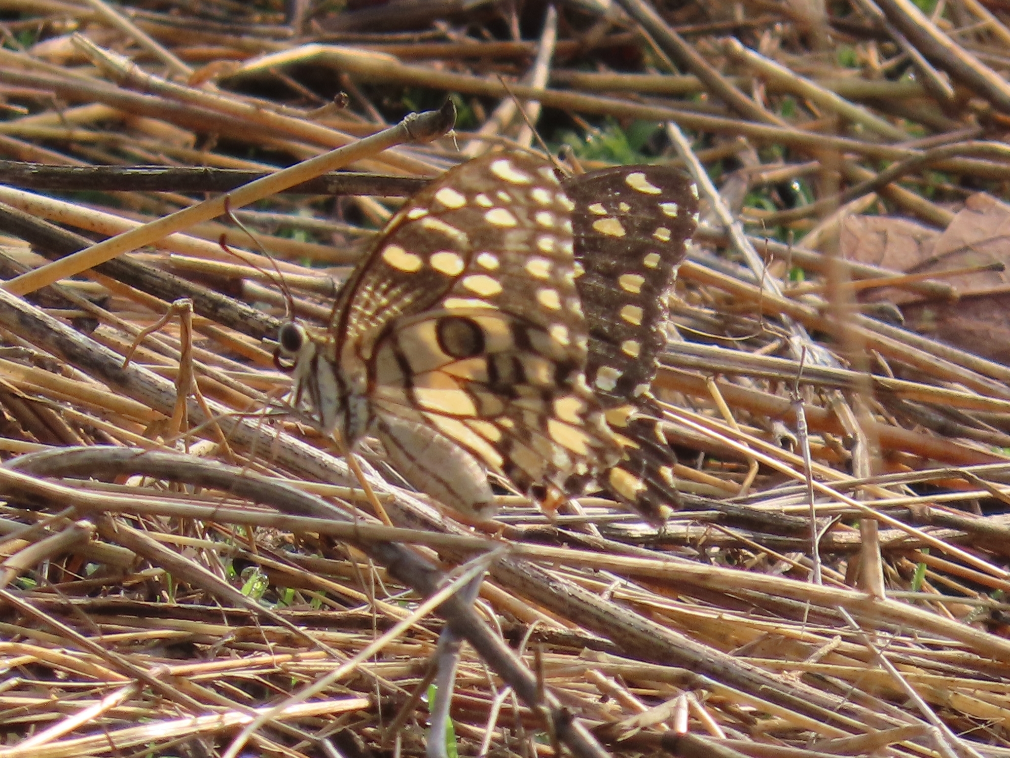 Lime Swallowtail