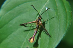 Synanthedon