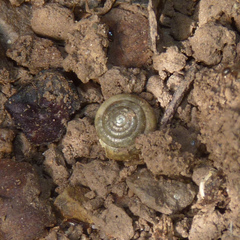 Discus rotundatus