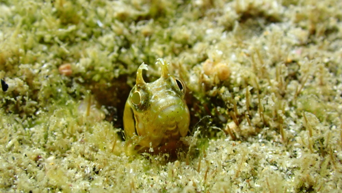 Moth blenny (Ekemblemaria nigra) — Chaenopsidae — 3