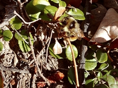 Bombus bifarius