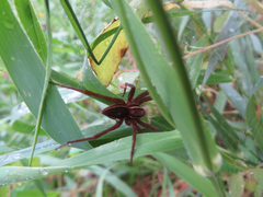 Pisaurina brevipes