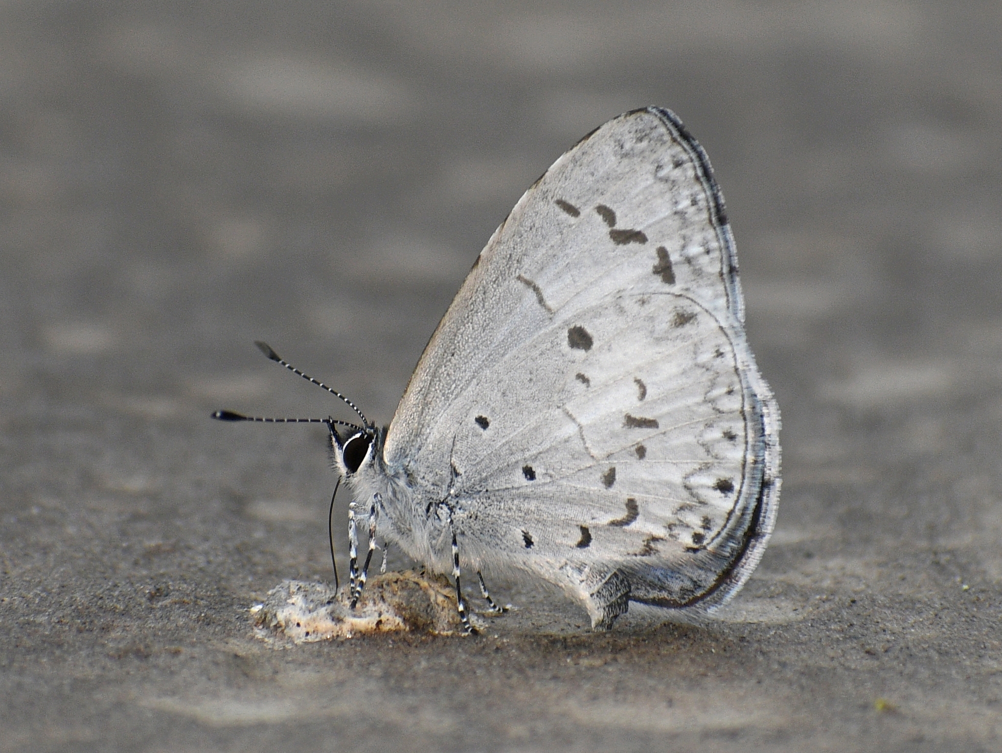 Margined Hedge Blue