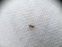 Holcocranum saturejae