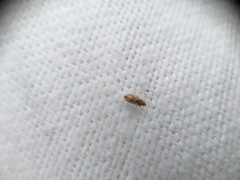 Holcocranum saturejae