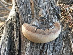 Phellinus badius