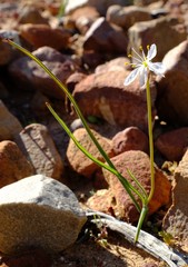 Chlorophytum lewisae