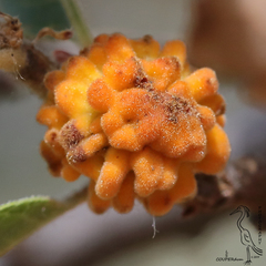 Burnettweldia corallina